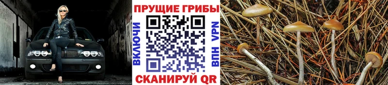 Псилоцибиновые грибы Psilocybine cubensis  KRAKEN вход  маркетплейс состав  Елец 